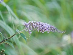 -武陵山森林公园