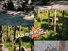 -中国大熊猫保护研究中心雅安碧峰峡基地