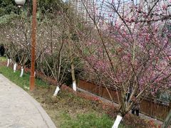 -重庆彩云湖湿地公园