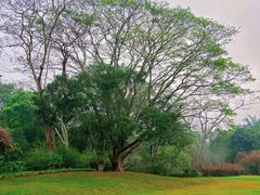 -中国科学院西双版纳热带植物园