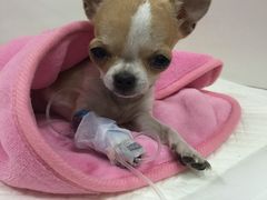 -北京观赏动物医院·24小时大型综合·猫专科·异宠专科