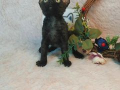 -十年猫舍·猫咪专门店(普陀店)