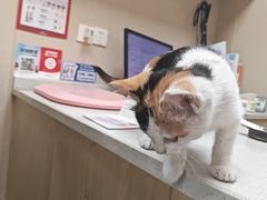 -安安宠医宠物医院·异宠·犬猫内科(岳阳分院)