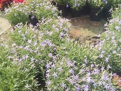 -昆明国际花卉拍卖交易中心