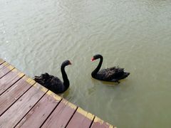 -盐城丹顶鹤湿地生态旅游区