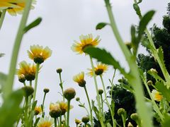 -艾米稻香小镇