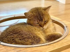 -有喵·猫咖·狗咖·30几只猫10只小狗(岗厦店)
