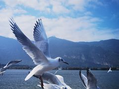 -海埂大坝