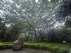 -瑞丽独树成林风景区