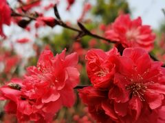 -大兴滨河森林公园