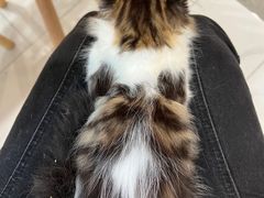 -楼上猫咖(罗湖店)