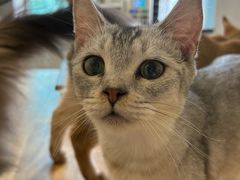 -楼上猫咖(罗湖店)