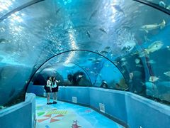 -合肥海洋世界
