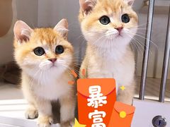-东方名猫馆·英短金渐层布偶猫舍(环线广场1号楼店)