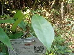 -海南热带雨林国家公园吊罗山景区