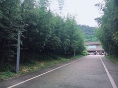-都江堰中华大熊猫苑