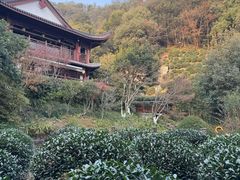 -十八棵（老龙井）御茶园(老龙井店)