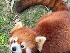 -灵玲国际马戏城