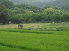 -八卦田遗址公园