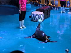 -烟台海昌鲸鲨海洋公园