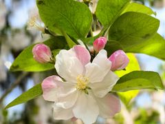 -海棠花溪(元大都城垣遗址公园)