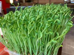 活体有机豆苗-捞神煲汤火锅(湖滨商业街店)