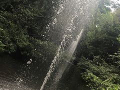 -绿光森林餐厅