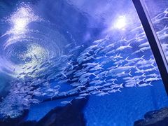 -海合安武汉极地海洋公园