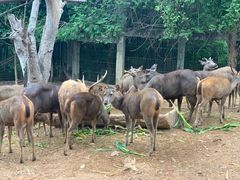 -清迈夜间动物园