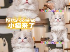 -小猫来了·猫舍(红山六九七九店)
