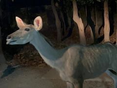 -清迈夜间动物园