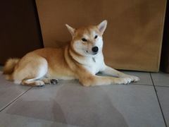 -柴务处·柴犬主题狗咖