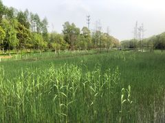 -昆山城市生态森林公园