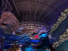 -烟台海昌鲸鲨海洋公园