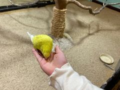 -上海大自然野生昆虫馆(东方明珠·爬宠昆虫探索中心)