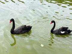 -静之湖度假区