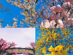 -天适樱花悠乐园