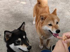 -柴犬高等学院·狗咖·柴犬售卖·宠物训练