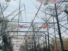 -南宫五洲植物乐园