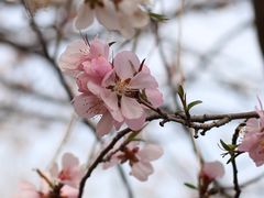 -桃花堤公园