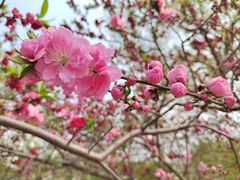 -桃花堤公园