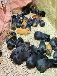 -Zoolung Zoolung动物主题公园(海信广场店)