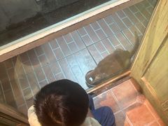 -猫咪博物馆(顶澳仔猫街店)