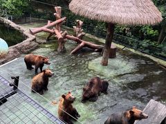 -深圳野生动物园