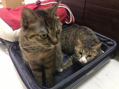 -康乐宝动物医院