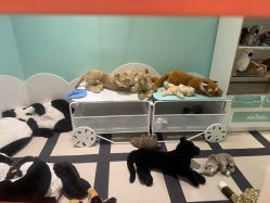 -奈尔宝·儿童乐园·亲子餐厅(苏州大悦城店)