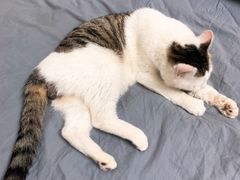 -袖虎·猫馆(体育西路店)