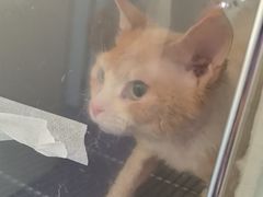-北京观赏动物医院·24小时大型综合·猫专科·异宠专科