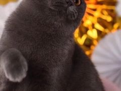 -东方名猫馆·英短金渐层布偶猫舍(环线广场1号楼店)