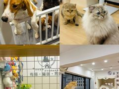 -有喵·猫咖·狗咖·30几只猫10只小狗(岗厦店)
